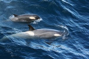 Orcas, Neumayer Channel, Antarctica 083.jpg